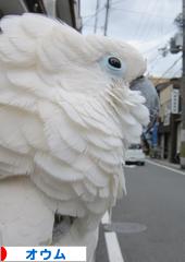 にほんブログ村 鳥ブログ オウムへ