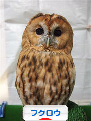にほんブログ村 鳥ブログ フクロウへ