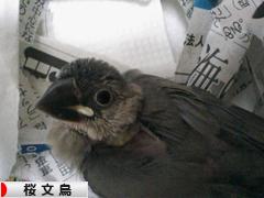 にほんブログ村 鳥ブ ログ 桜文鳥へ