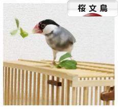 にほんブログ村 鳥ブログ 桜文鳥へ