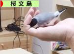 にほんブログ村 鳥ブログ 桜文鳥へ