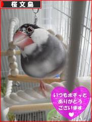 にほんブログ村 鳥ブログ 桜文鳥へ