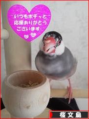 にほんブログ村 鳥ブログ 桜文鳥へ