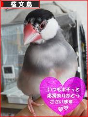 にほんブログ村 鳥ブログ 桜文鳥へ