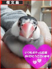 にほんブログ村 鳥ブログ 桜文鳥へ