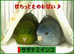 にほんブログ村 鳥ブログ サザナミインコへ