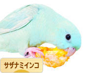 にほんブログ村 鳥ブログ サザナミインコへ