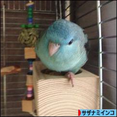 にほんブログ村 鳥ブログ サザナミインコへ