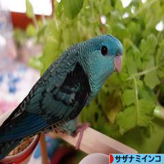 にほんブログ村 鳥ブログ サザナミインコへ