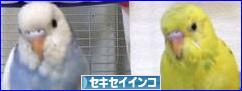 にほんブログ村 鳥ブログ セキセイインコへ