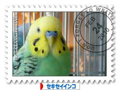 にほんブログ村 鳥ブログ セキセイインコへ