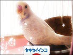 にほんブログ村 鳥ブログ セキセイインコへ