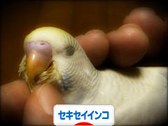 にほんブログ村 鳥ブログ セキセイインコへ