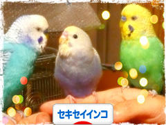 にほんブログ村 鳥ブログ セキセイインコへ