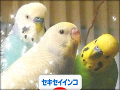 にほんブログ村 鳥ブログ セキセイインコへ