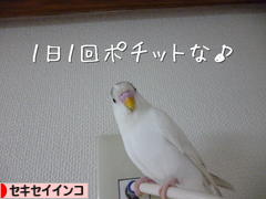 にほんブログ村 鳥ブログ セキセイインコへ