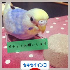 にほんブログ村 鳥ブログ セキセイインコへ