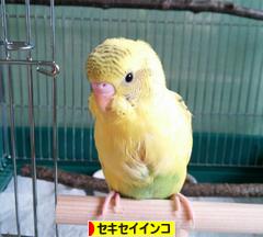 にほんブログ村 鳥ブログ セキセイインコへ
