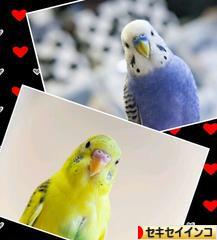 にほんブログ村 鳥ブログ セキセイインコへ
