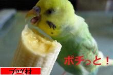 にほんブログ村 鳥ブログ セキセイインコへ