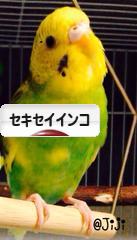 にほんブログ村 鳥ブログ セキセイインコへ