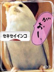 にほんブログ村 鳥ブログ セキセイインコへ