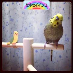 にほんブログ村 鳥ブログ セキセイインコへ