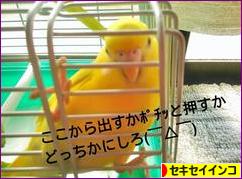 にほんブログ村 鳥ブログ セキセイインコへ