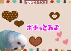 にほんブログ村 鳥ブログ セキセイインコへ