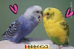 にほんブログ村 鳥ブログ セキセイインコへ