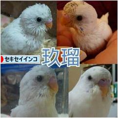 にほんブログ村 鳥ブログ セキセイインコへ