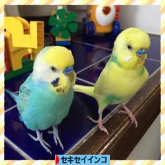 にほんブログ村 鳥ブログ セキセイインコへ