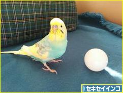 にほんブログ村 鳥ブログ セキセイインコへ