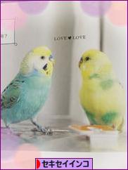 にほんブログ村 鳥ブログ セキセイインコへ