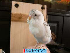 インコズマンションとケージレイアウト紹介 みみねこと小鳥のふれあいブログ