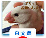 にほんブログ村 鳥ブログ 白文鳥へ