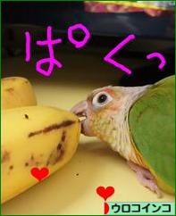 にほんブログ村 鳥ブログ ウロコインコへ