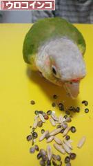 にほんブログ村 鳥ブログ ウロコインコへ
