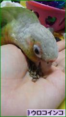 にほんブログ村 鳥ブログ ウロコインコへ