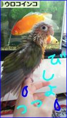 にほんブログ村 鳥ブログ ウロコインコへ