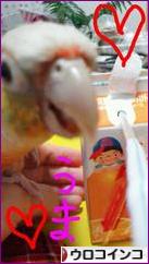 にほんブログ村 鳥ブログ ウロコインコへ