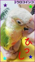 にほんブログ村 鳥ブログ ウロコインコへ