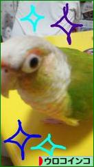 にほんブログ村 鳥ブログ ウロコインコへ