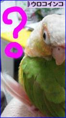 にほんブログ村 鳥ブログ ウロコインコへ