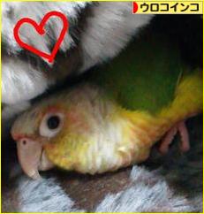にほんブログ村 鳥ブログ ウロコインコへ