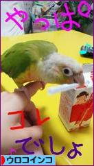 にほんブログ村 鳥ブログ ウロコインコへ