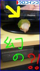 にほんブログ村 鳥ブログ ウロコインコへ