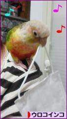 にほんブログ村 鳥ブログ ウロコインコへ