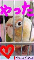 にほんブログ村 鳥ブログ ウロコインコへ