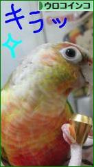 にほんブログ村 鳥ブログ ウロコインコへ